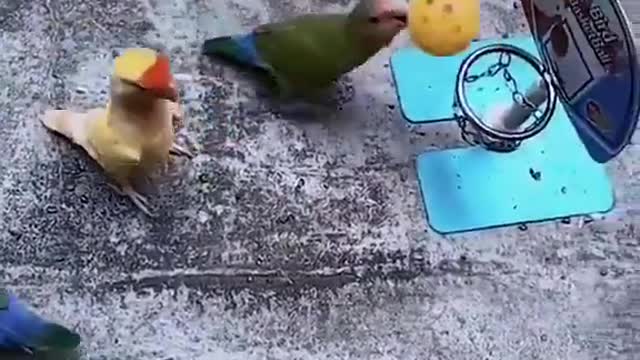 Real Birds playing basketball amazing competition