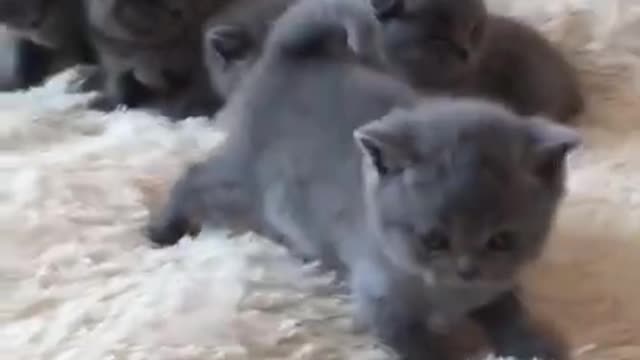 Cute Cat 😸Pets Cats Funny Video 😂😍 #cutecatfunny #kitten #cats #shorts #2022 #cat