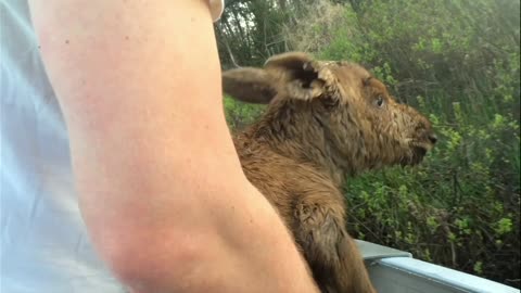 Moose Saved From drowning