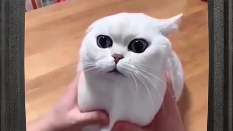 Cute small funny cat