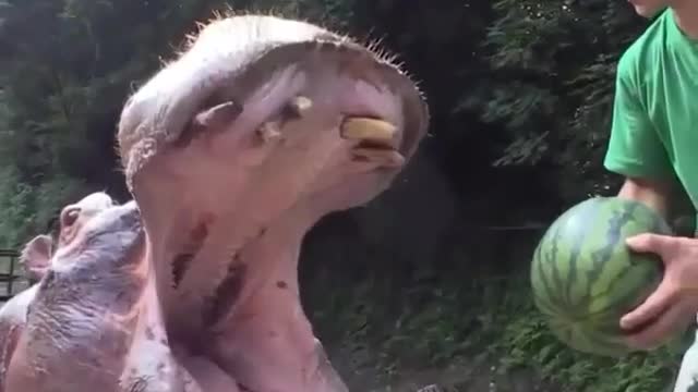 Funny Hippo Family Eating Watermelons ＆ Baby Hippo