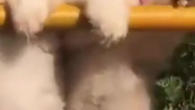 Funny Cute Dogs Video