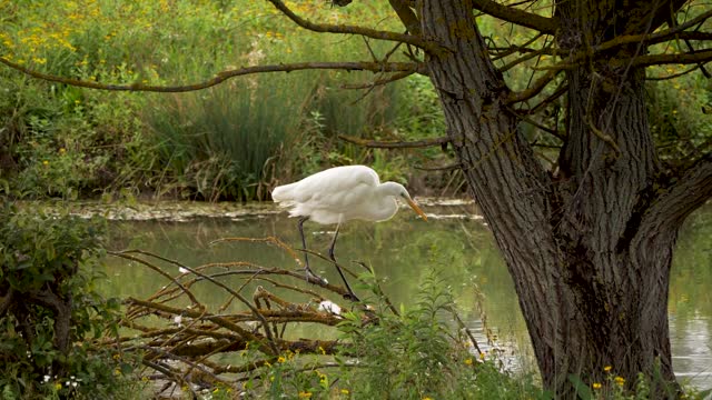 Birds are all beautiful in shape and color