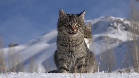 Cats in the snow