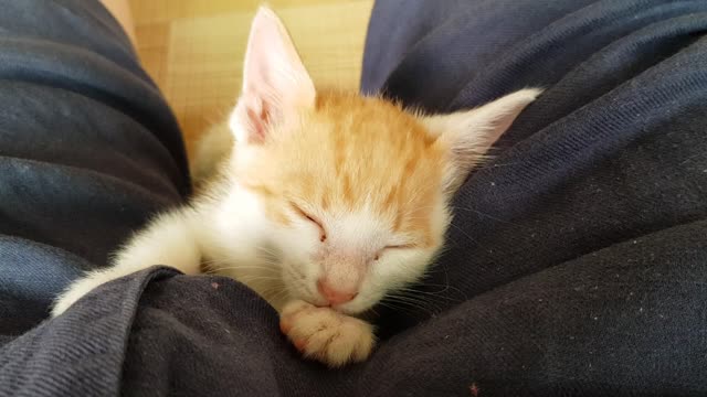 Sleepy kitten on my pants