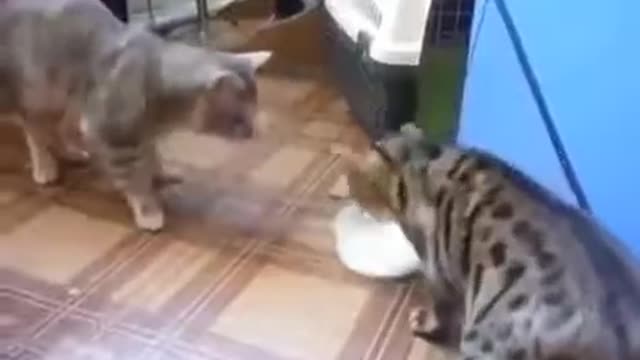 Cats fight