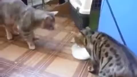 Cats fight