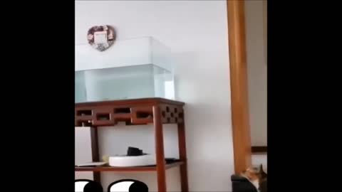 Funny poor CAT jumps into AQUARIUM and gets SCARED