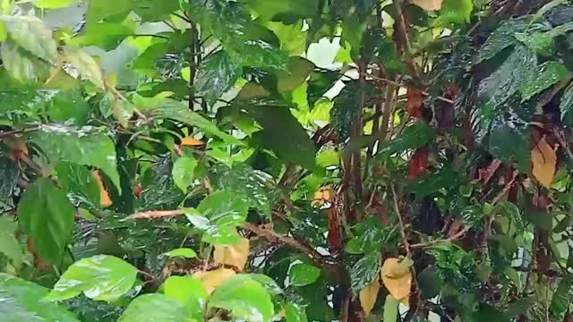 Rains fall on relax and enjoy