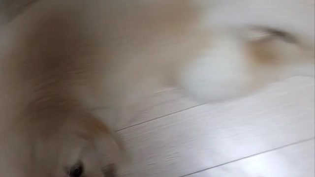 The Baby Golden Retriever is playing Tug