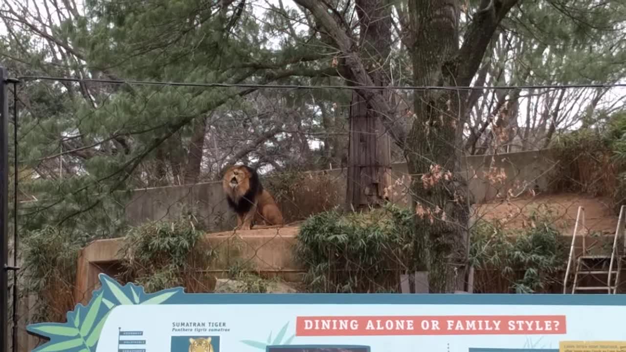 Lion roaring in zoo