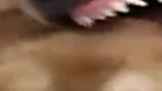 Golden retriever eat kitten│luxurious lifestyle│billionaire lifestyle
