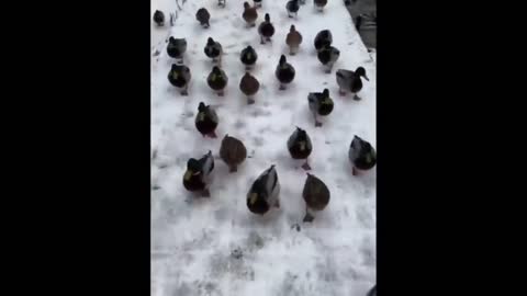 Cute Baby Animals Compilations #3
