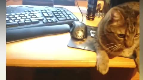 Would you like to watch a video of cats having fun at home?