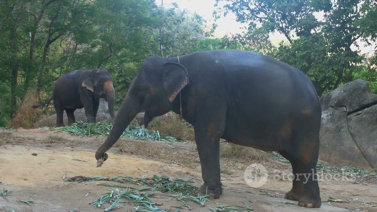 Wildlife Rescues: Heartwarming Stories of Jungle Animal Rehabilitation