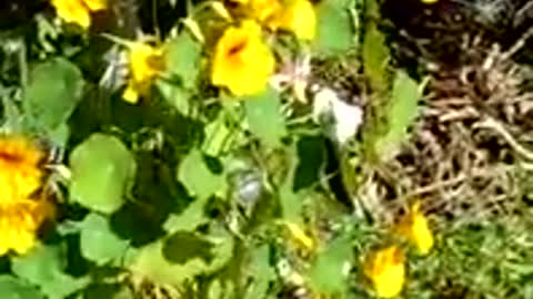 Nasturtium feast