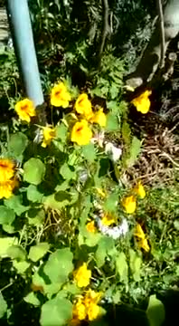 Nasturtium feast