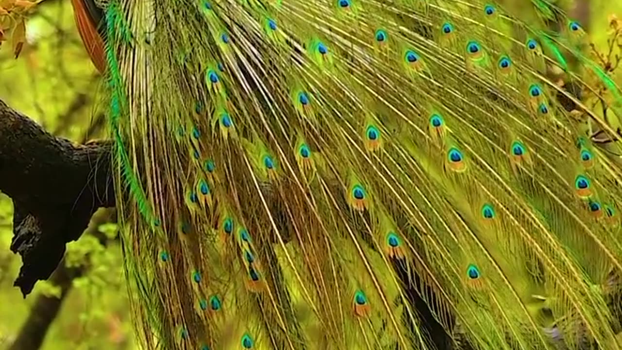 A Majestic Peacock Unfurls Its Feathers in monsoon splendor