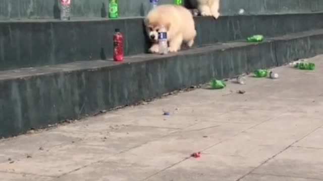 Thanks to the dog and me