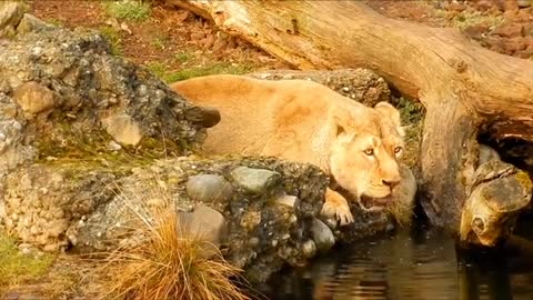 Beautiful animal