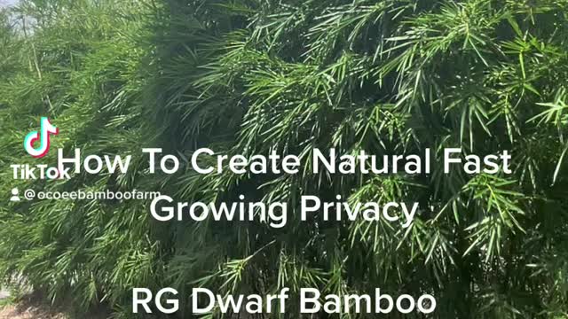 How to create a natural privacy barrier using RG Dwarf Bamboo