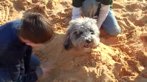 Funny babies on the beach