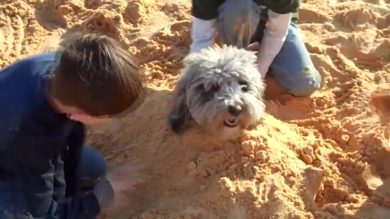 Funny babies on the beach