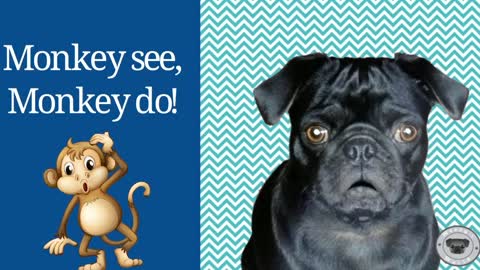 Monkey see monkey do Weezy jokes