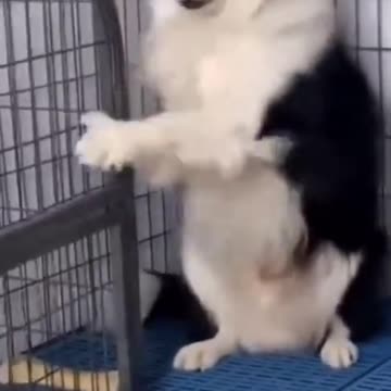 Cat's and Dogs 🐶🐕 Funny Video 2023