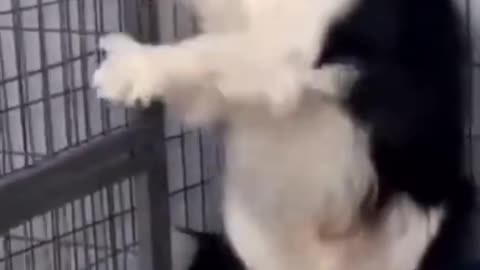 Cat's and Dogs 🐶🐕 Funny Video 2023