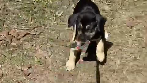 Cute! Puppy takes owner for a walk