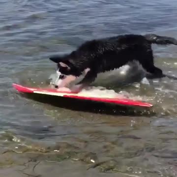 Cute baby animals Videos Compilation cutest moment of the animals - 🐶 Cutest Puppies #20