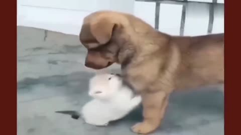 The cat wants to make friends with the dog