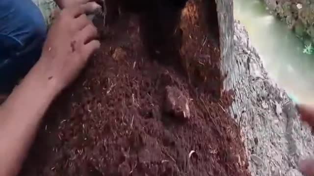 Palm Tree of Venom!!! can you count how many snakes they caught in just a single trunk??!