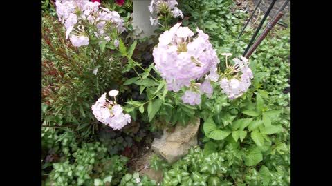 Bounteous Summer Phlox July 2021