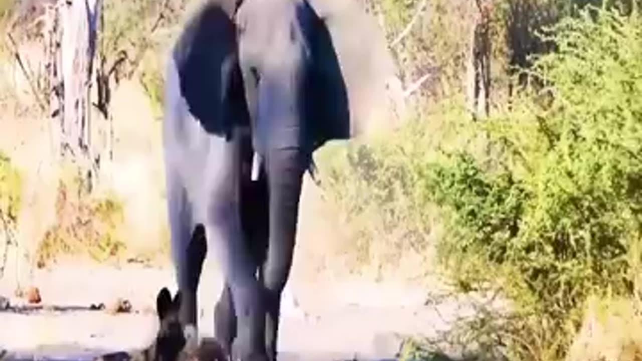 Epic animal fights when animals challenge the wrong animal