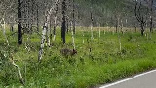 Looking at a bear for the first time