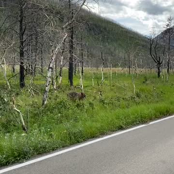 Looking at a bear for the first time