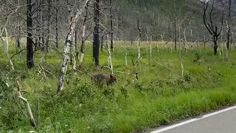 Looking at a bear for the first time