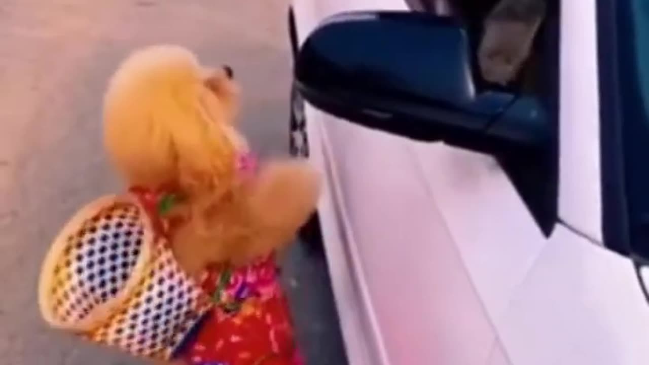 #funny video 2024# Part39