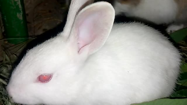 Rabbit babys . Cute babys eating food #Shorts