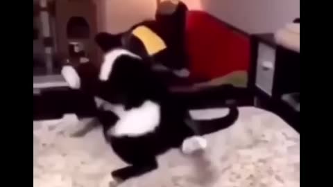 TRY NOT TO LAUGH 😆 Best Funny Videos Compilation 😂😁😆