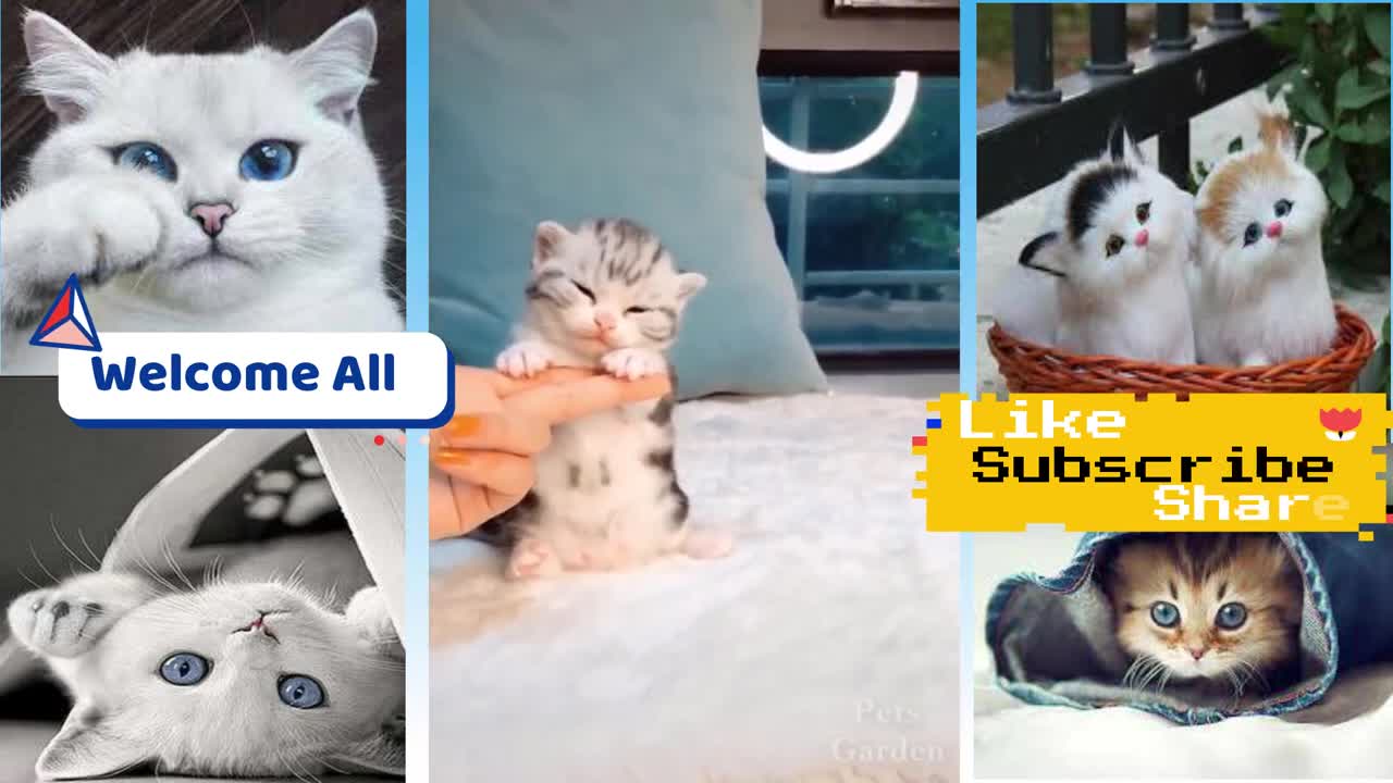 Fun and cute cat and dog/relax time with funny animals/love and joke/cute pets family/004