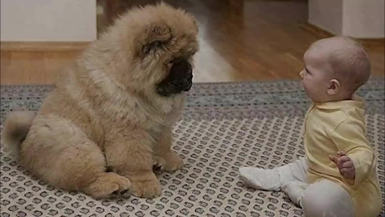 Cutes Puppies playing with Love Babies