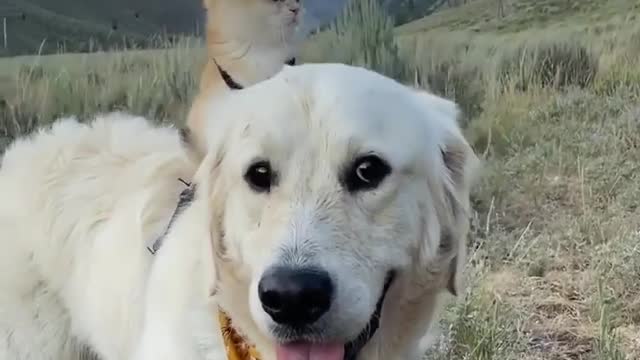 Cat and Dog enjoying fresh air and beautiful scenes......