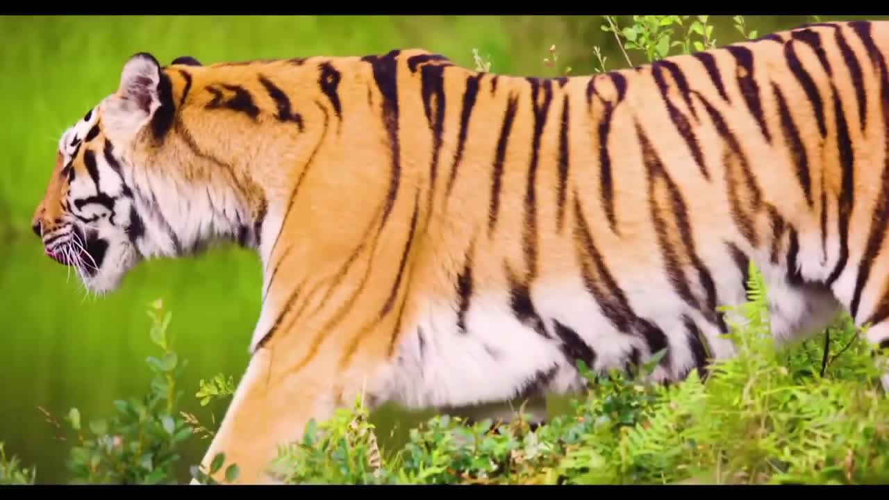 Wild animals video