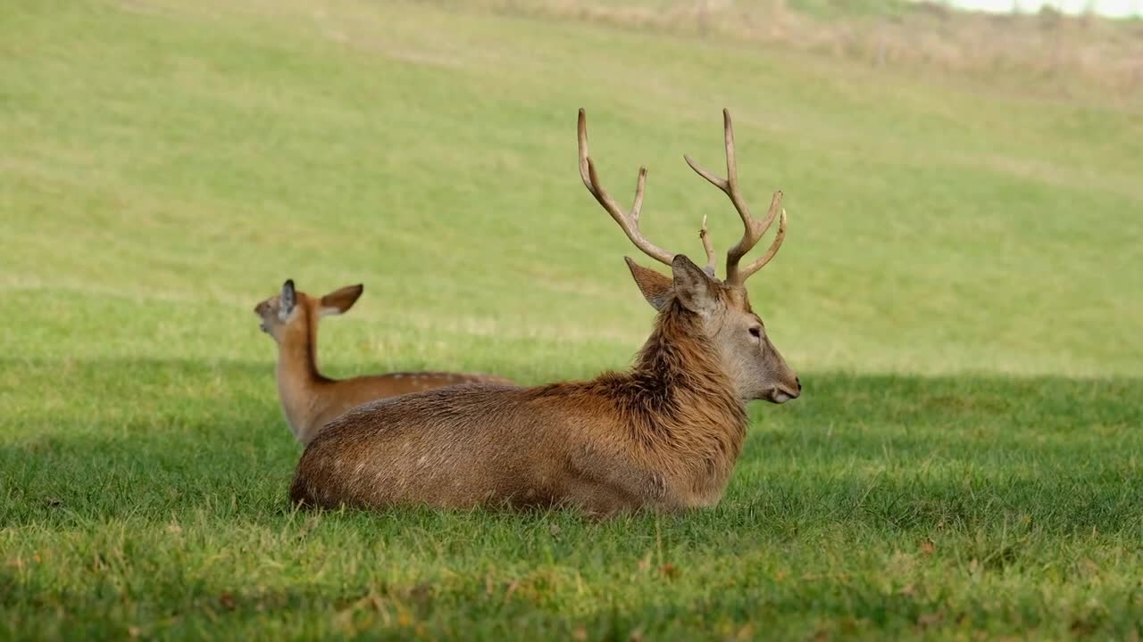 Fallow deer beautiful Nature video