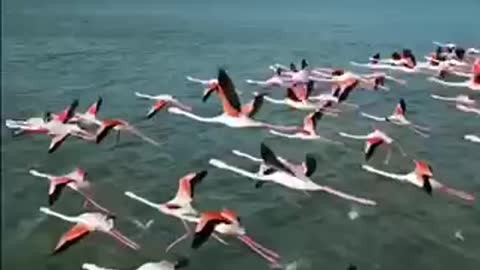 Beautiful Flamingos migrating eastern Europe