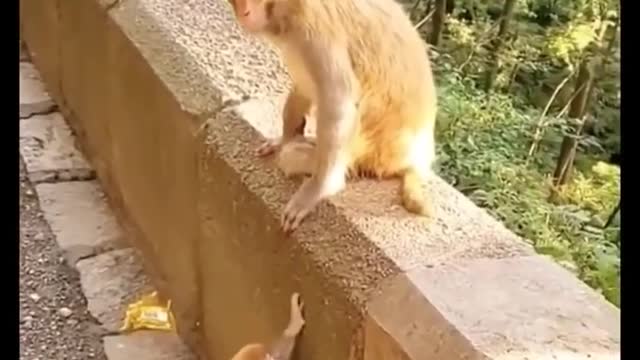 Funny monkeys