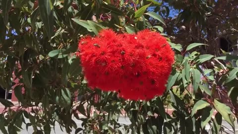 Grist of bees feasting on flowering gum tree